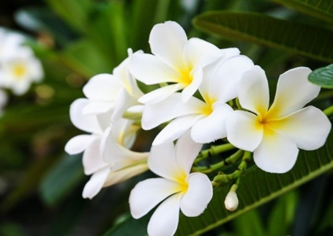 Top 10 loài hoa có hương thơm quyến rũ nhất thế giới